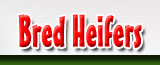 Bred Heifers
