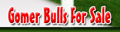 Gomer Bulls For Sale