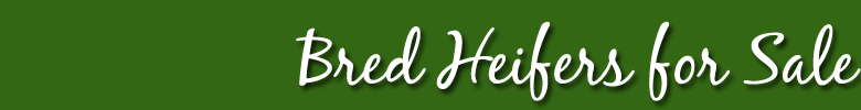 Bred Heifers For Sale